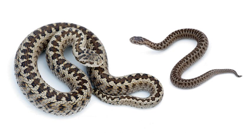 Vipère d'Orsini adulte et juvénile La carte de la répartition des différentes espèces de vipères d'Europe