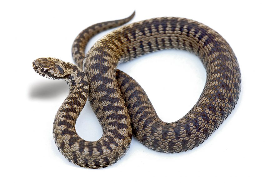 Vipère de Walser La carte de la répartition des différentes espèces de vipères d'Europe