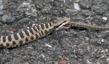Vipère aspic avalant un lézard des murailles.