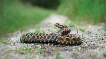 Vipère aspic no panic !