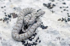 Vipère gariguette  / © Matthieu Berroneau