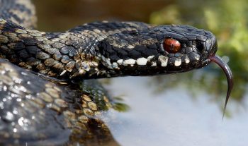 vipère péliade vipère péliade