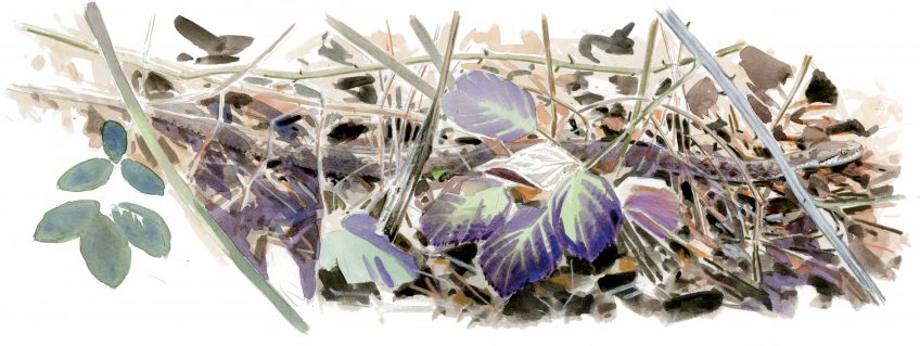 A la recherche de la vipère à sa sortie d'hibernation