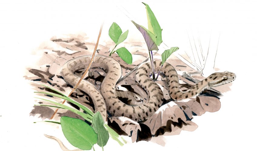 A la recherche de la vipère à sa sortie d'hibernation