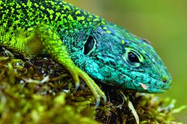 Lézard vert occidental / © Bios