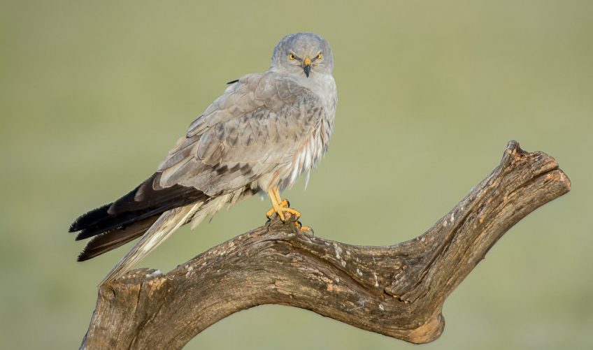 Les différences entre busard Saint-Martin et busard cendré