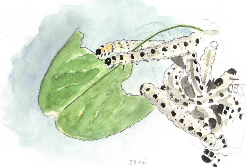 Les chenilles dévorent les fusains - La Salamandre