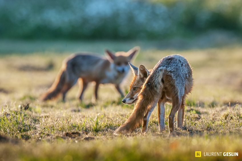 Histoires d'images - L'odyssée du renard