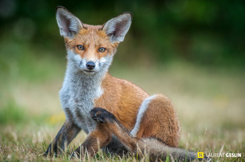 Histoires d'images - L'odyssée du renard