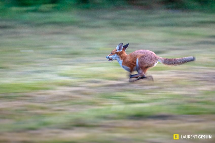 Histoires d'images - L'odyssée du renard
