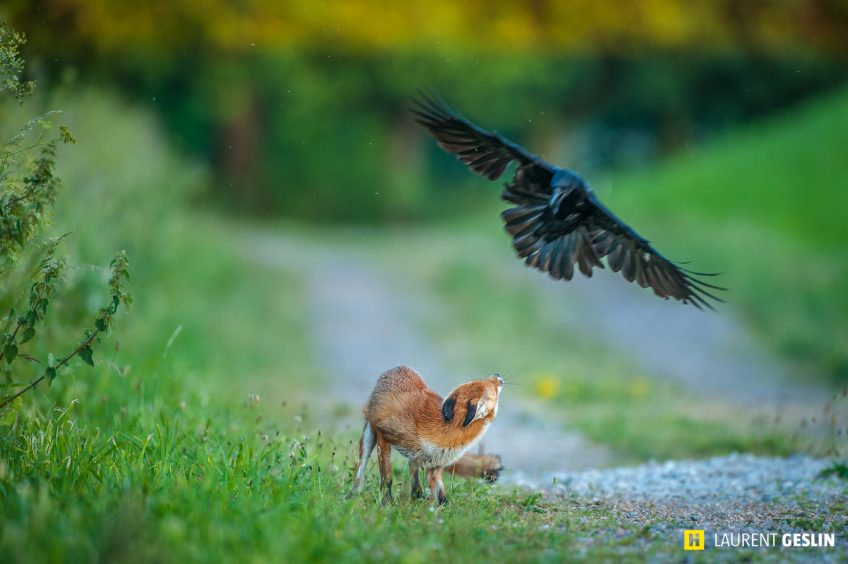 Histoires d'images - L'odyssée du renard