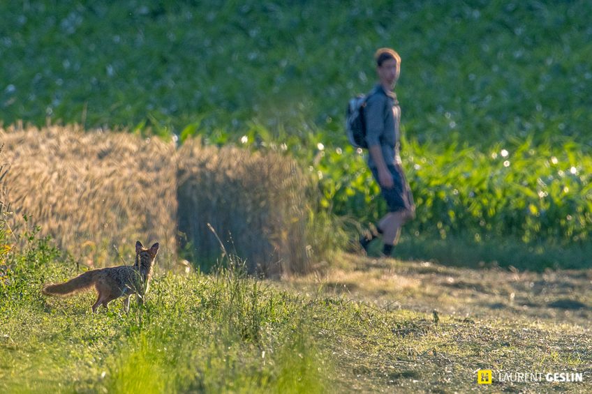 Histoires d'images - L'odyssée du renard
