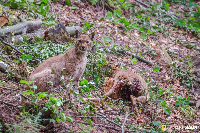 Histoires d'images - L'odyssée du renard