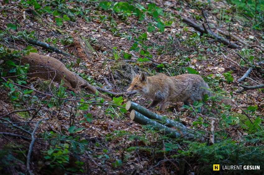 Histoires d'images - L'odyssée du renard