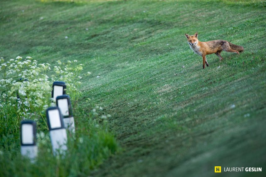 Histoires d'images - L'odyssée du renard