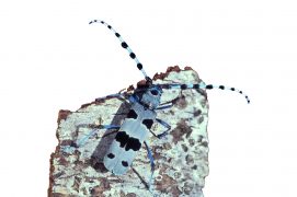 Rosalie des Alpes / © Fotolia
