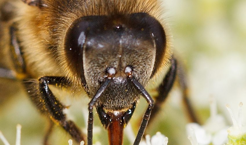 Insectes : comment voient-ils et quelles couleurs ?