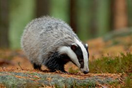 Blaireau Blaireau / © www.NaturePhoto.cz