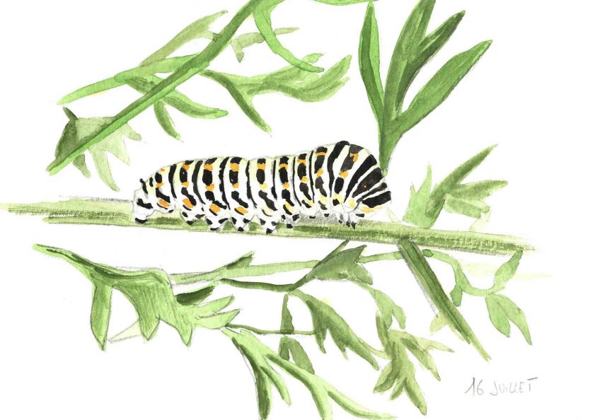 La chenille fan de carottes - La Salamandre