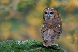 Chouette hulotte Chouette hulotte / © Frédéric Desmette / Biosphoto