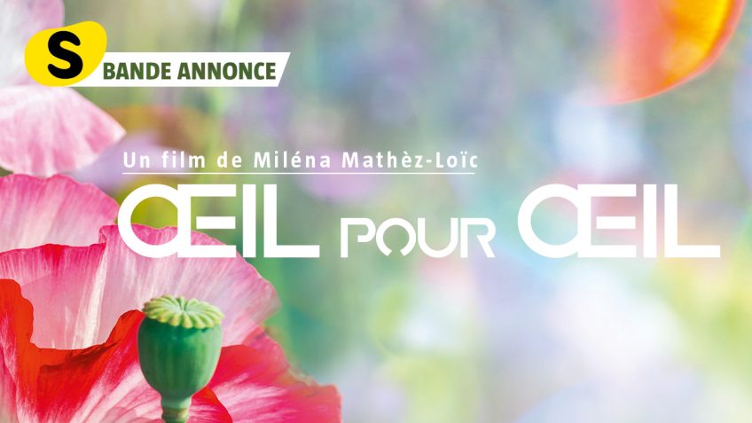 Comment voient les animaux ?