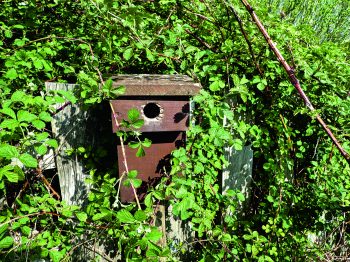 Fixez le nichoir sur un piquet soit en le vissant directement au sommet, soit à l’aide de petites équerres.