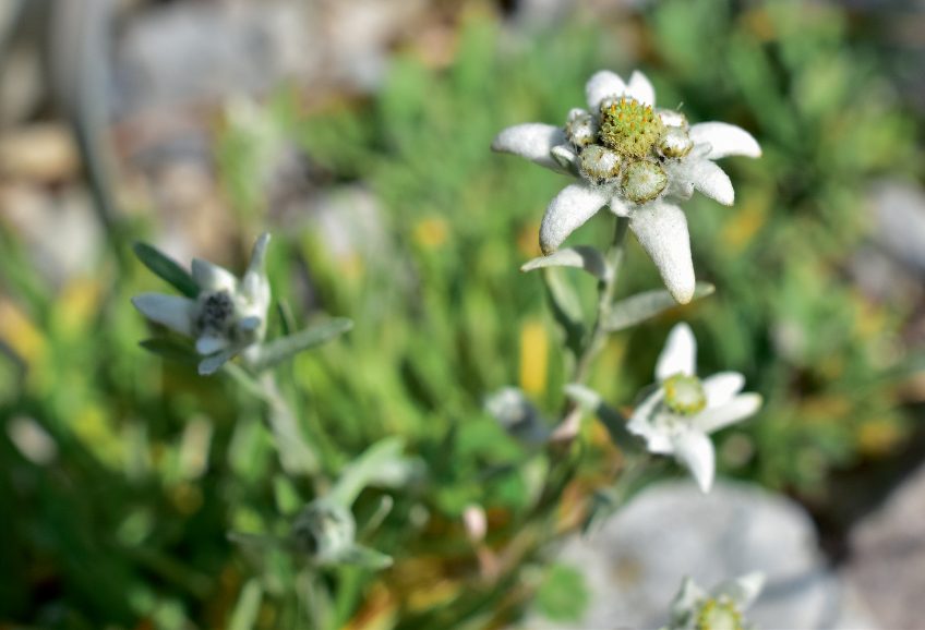 Fleurs de haute montagne, partez à leur découverte en Suisse