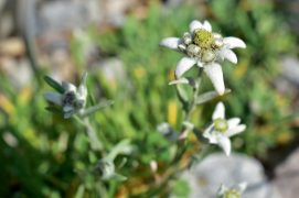Edelweiss / © Loïc Jeanbourquin 