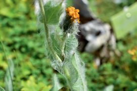 Epervière velue / © Loïc Jeanbourquin 