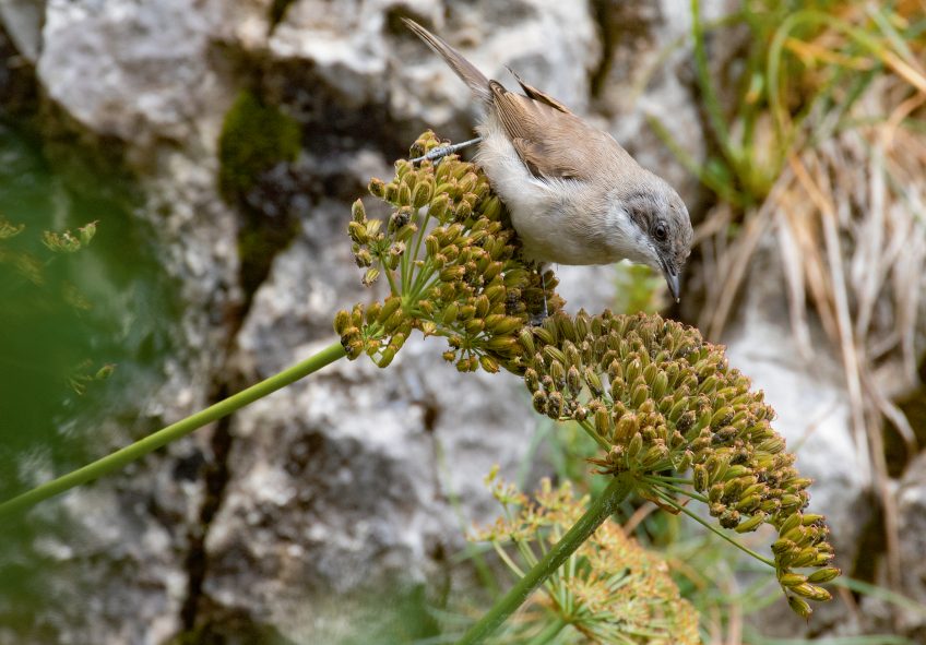 Fauvette babillarde Fleurs de haute montagne, partez à leur découverte en Suisse