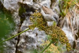 Fauvette babillarde / © Milo Genasci