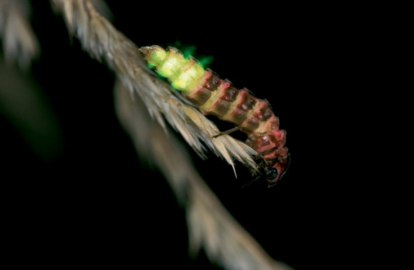Femelle de vers luisant Vers luisant : l'insecte menacé par la pollution lumineuse en Pays de Gex
