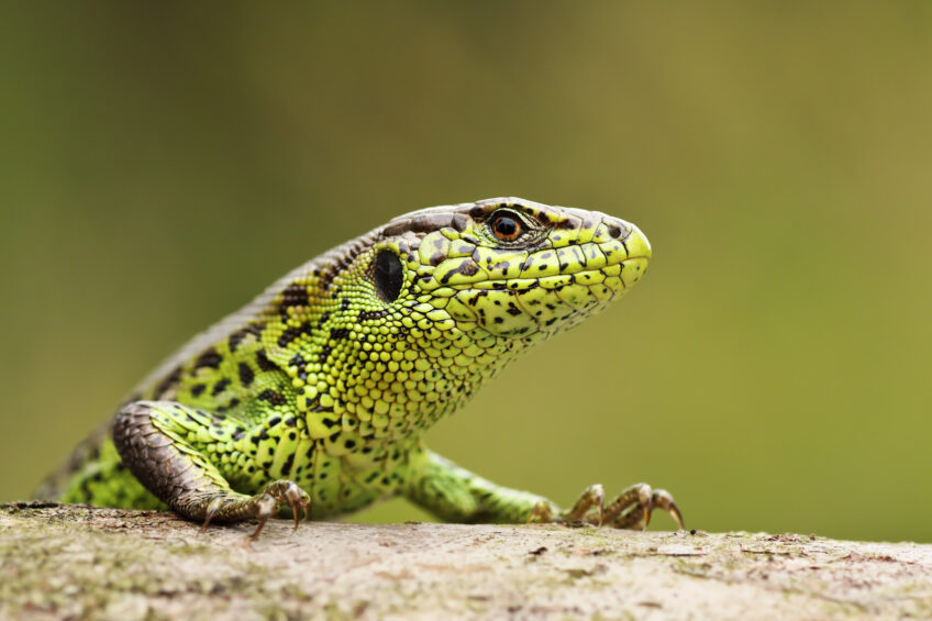 Lézard vert et lézard des couches, quelles sont les différences ?