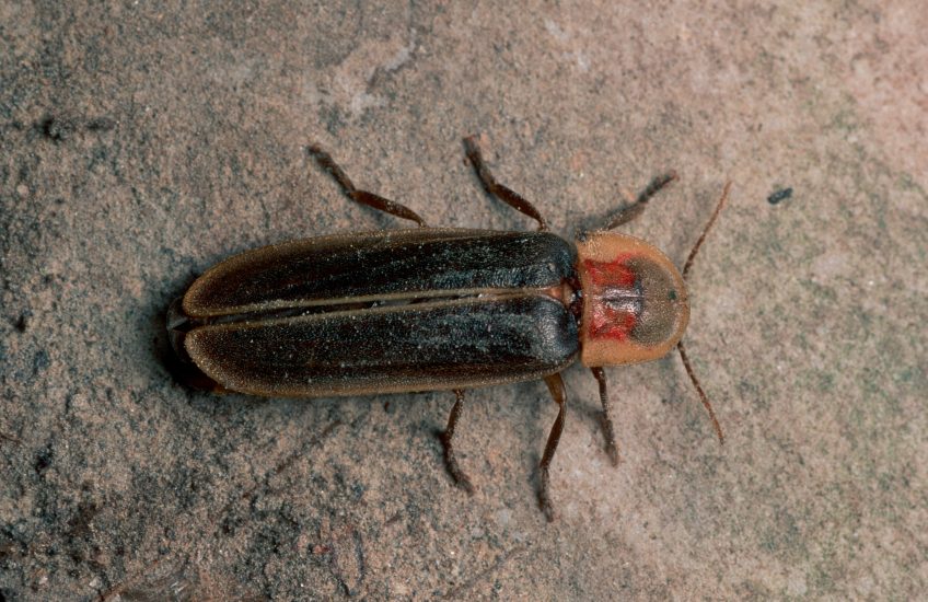 Mâle de vers luisant Vers luisant : l'insecte menacé par la pollution lumineuse en Pays de Gex