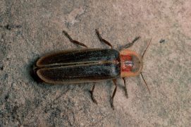 Mâle de vers luisant Mâle de vers luisant / © Roger Eritja / Biosphoto