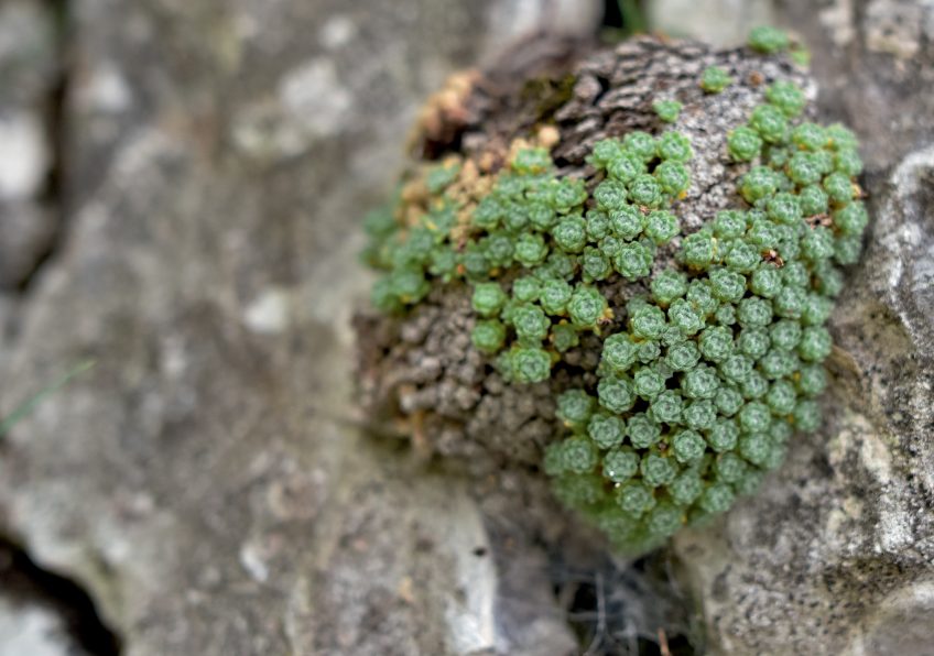 Fleurs de haute montagne, partez à leur découverte en Suisse