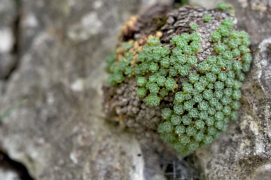 Androsace helvétique  / © Loïc Jeanbourquin 