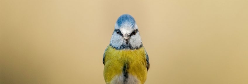 Certains poissons et oiseaux voient une couleur de plus que les humains