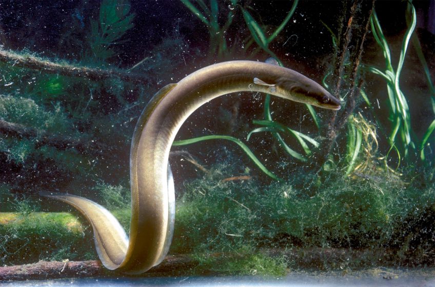 Certains poissons et oiseaux voient une couleur de plus que les humains