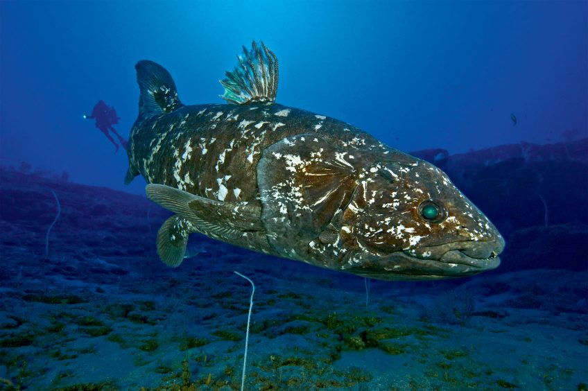 Certains poissons et oiseaux voient une couleur de plus que les humains