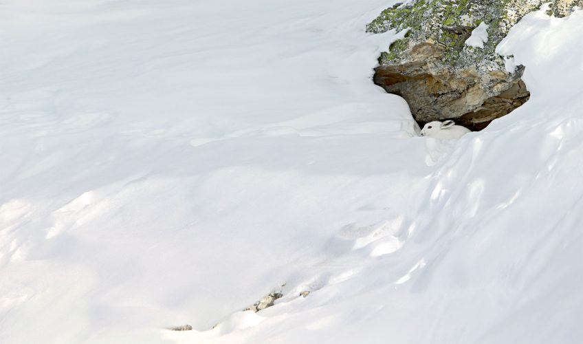 Blanc, couleur de la séduction ou de camouflage d'hiver chez les oiseaux