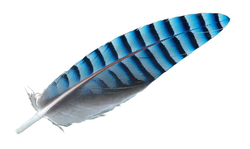 Le bleu, une couleur rare dans la nature