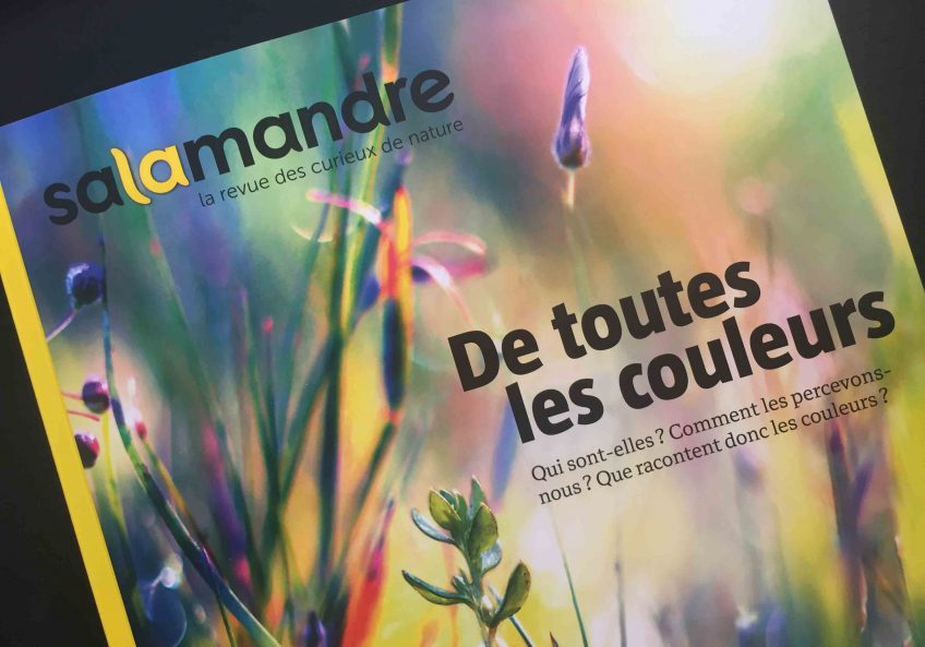 La Salamandre 253 de toutes les couleurs