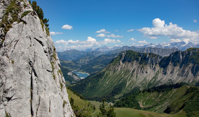 Fleurs de haute montagne, partez à leur découverte en Suisse