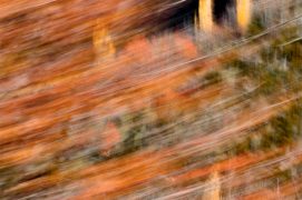 Flammes jaunes - Pyrénées centrales. Flammes jaunes - Pyrénées centrales. / © Carole Reboul