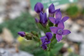 Gentiane champêtre / © Loïc Jeanbourquin 