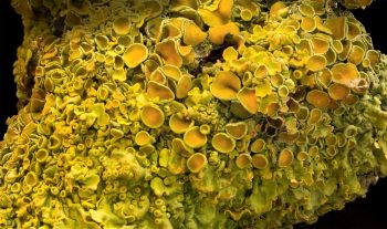 Lichen