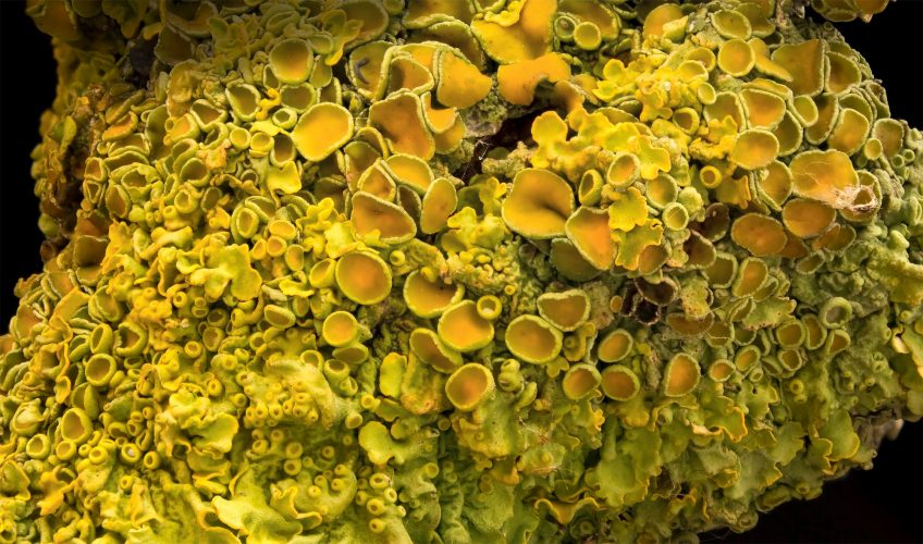 Jaune, quelles sont ses significations dans la nature