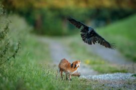 Jeune renard houspillé par une corneille noire
Bois de Sœuvres, Bretagne, le 30 mai 2009 à 20h30. / © Laurent Geslin 