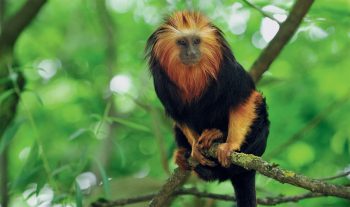 Tamarin lion à tête dorée Tamarin lion à tête dorée